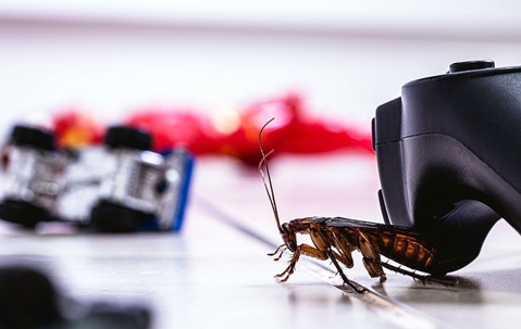 cockroach