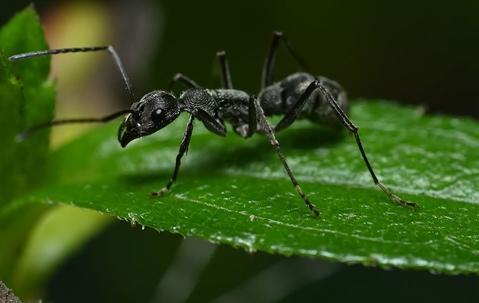 black ant