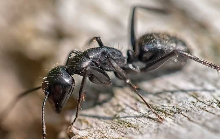 Carpenter ant crawling and chewing on wood