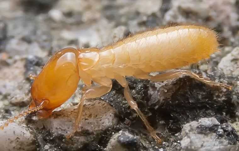termite on ground
