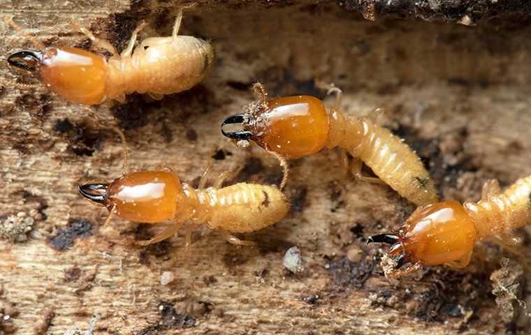 termites crawling on chewed wood