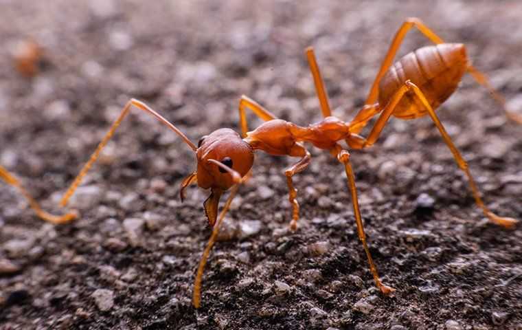 fire ant on pavement