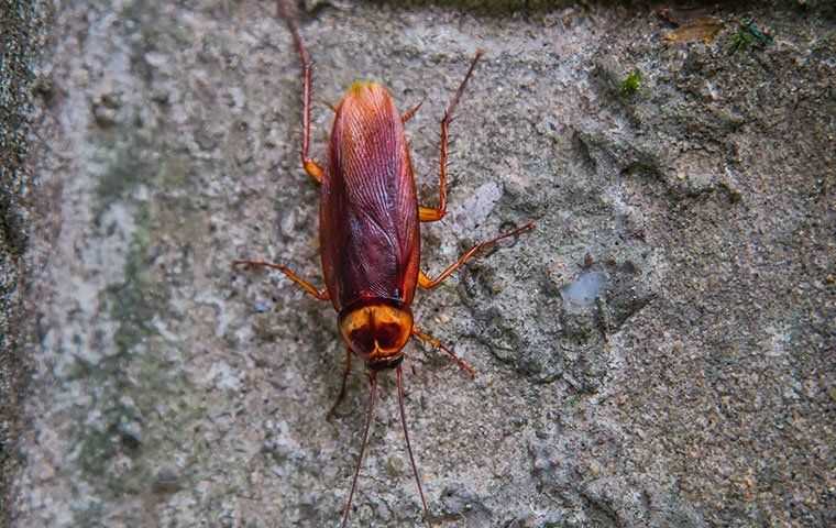 american cockroach outside home